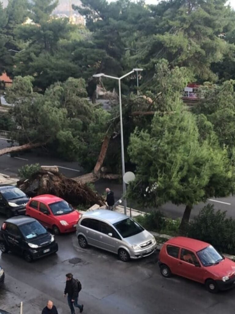 Maltempo A Palermo Forte Vento E Pioggia Strade Allagate E Alberi Caduti