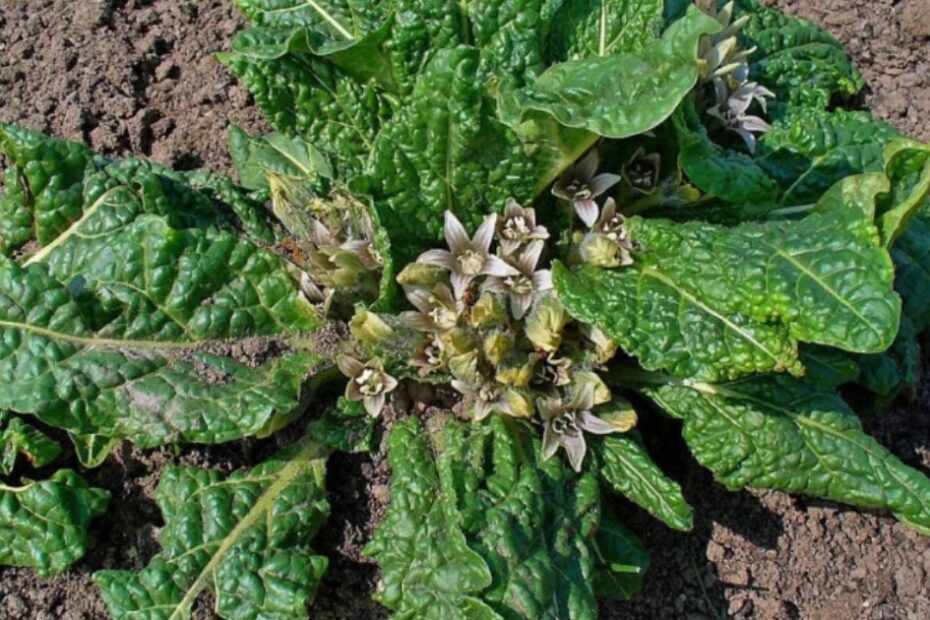 Napoli mandragora spinaci ricoverati