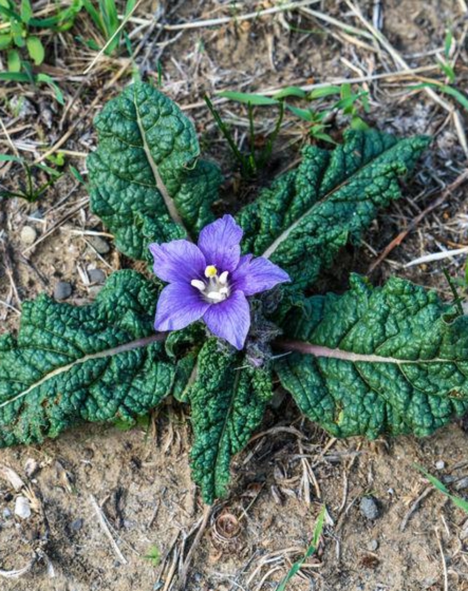 Napoli Mandragora spinaci ricoveri 