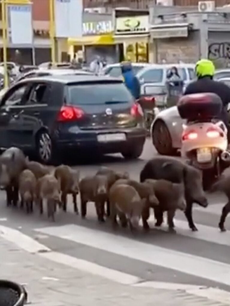 Mattino 5, Francesco Vecchi censura il video con i cinghiali 