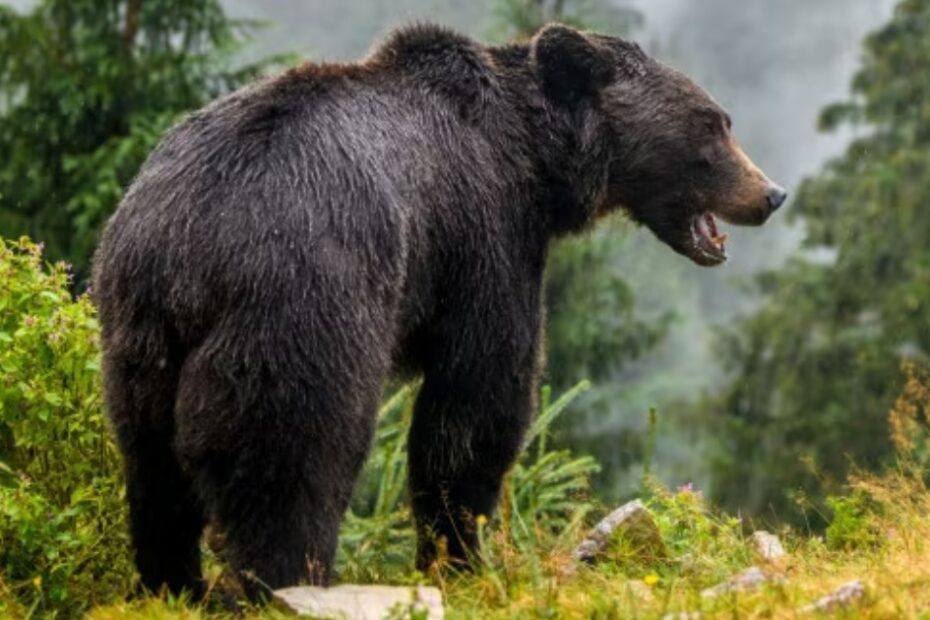 Bolzano orso contro auto