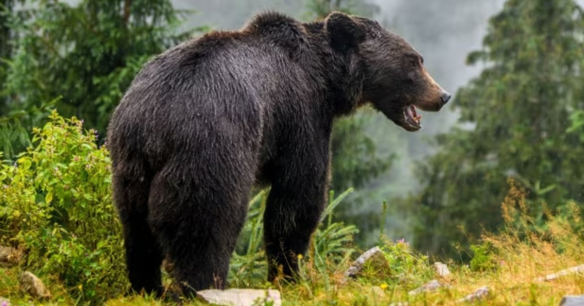 Bolzano orso contro auto 