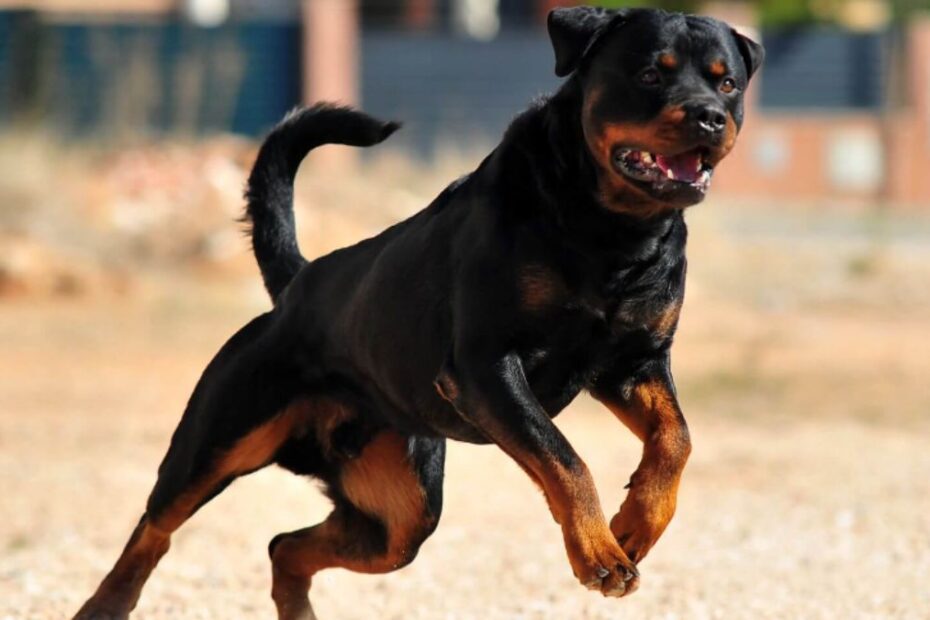 sbranata rottweiler