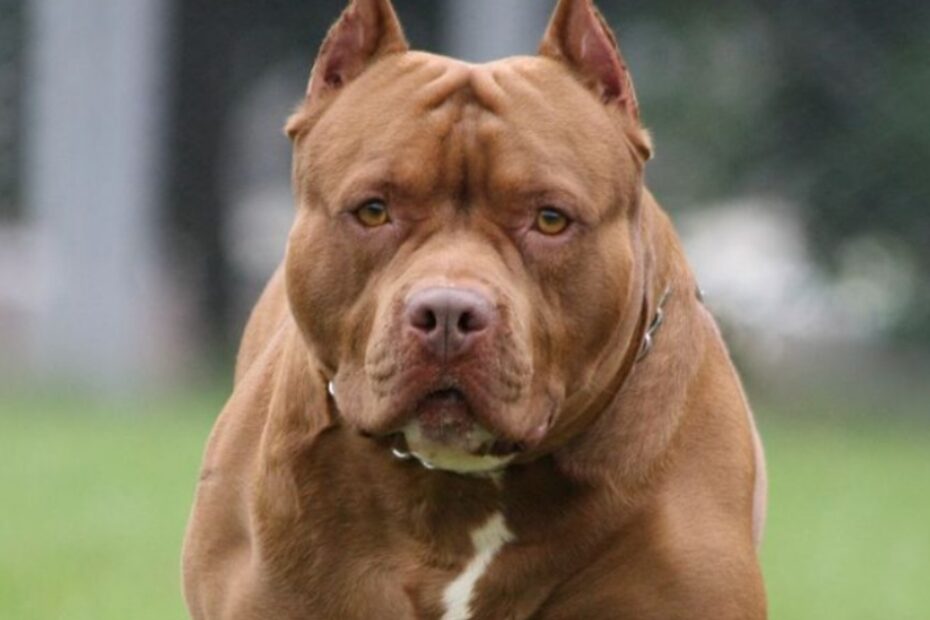 pitbull