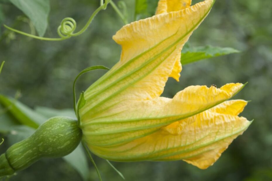 Stramonio fiori di zucca