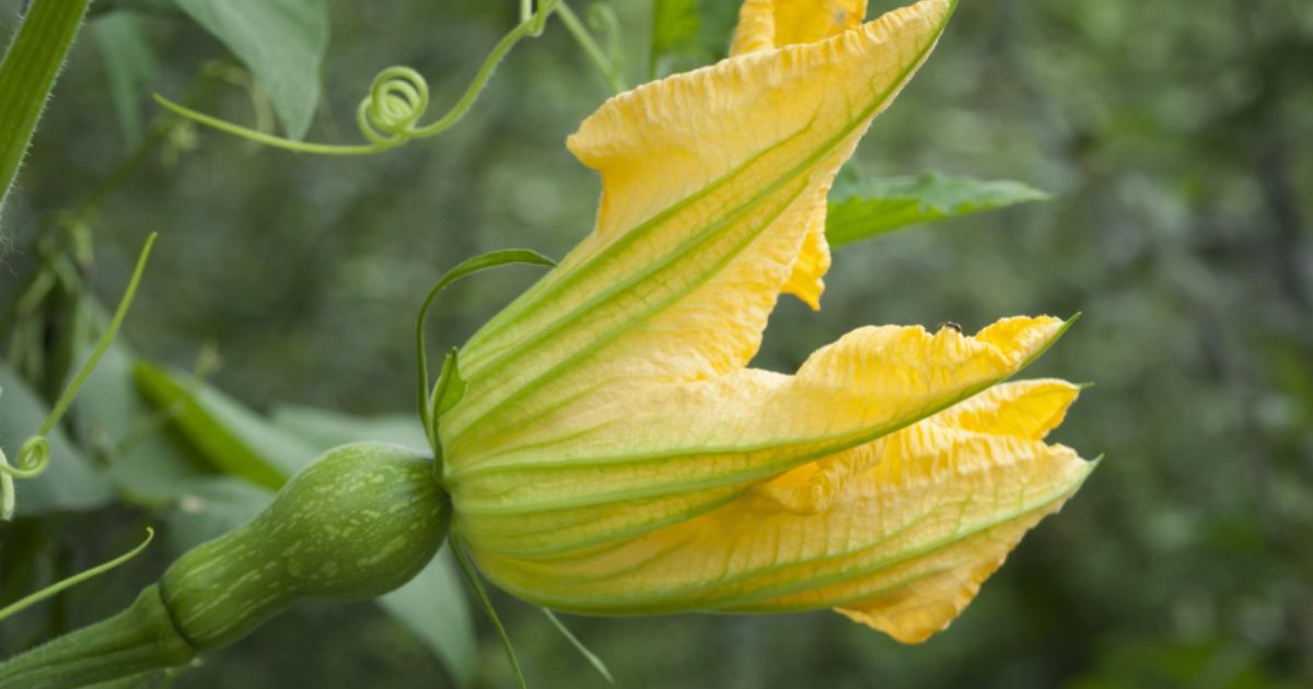 Stramonio fiori di zucca