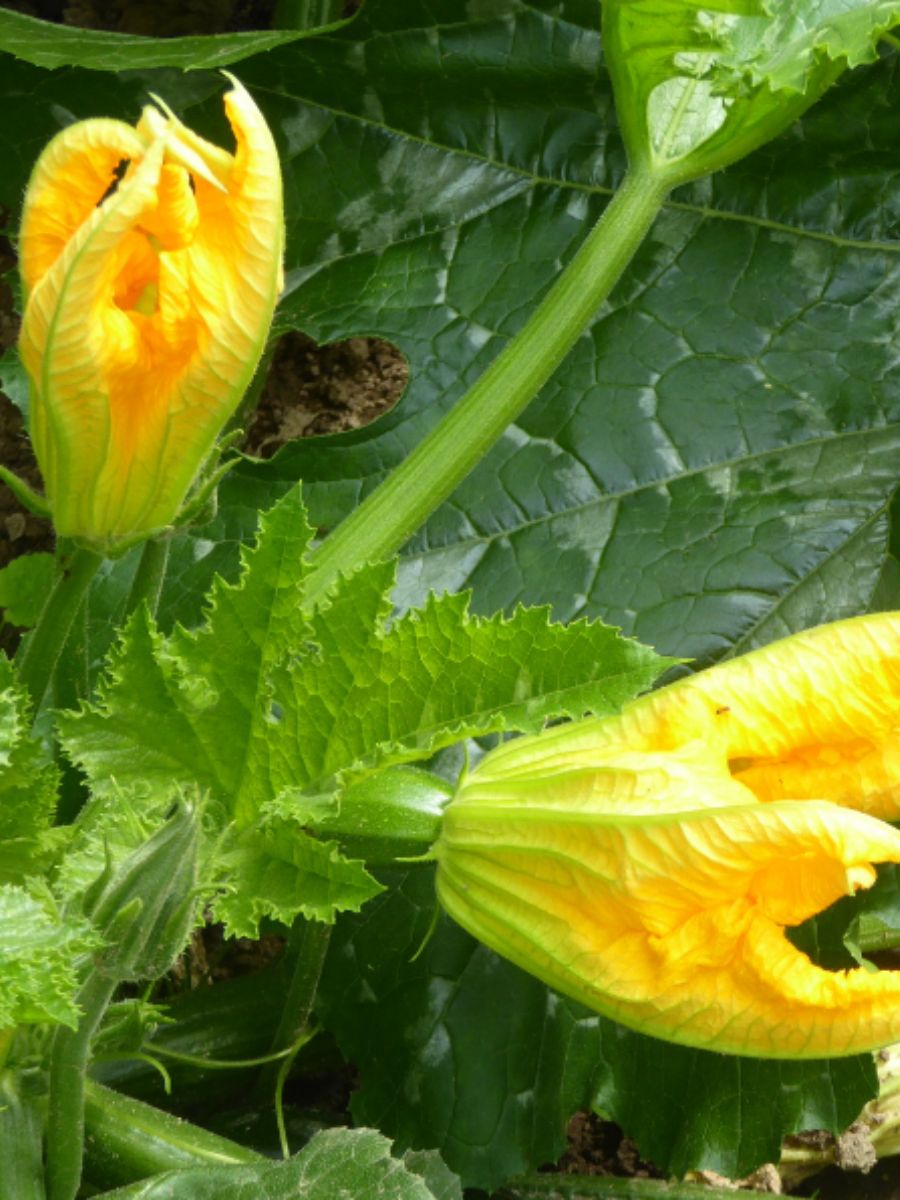 Mangiano stramonio pensando fossero fiori di zucca e finiscono in ospedale