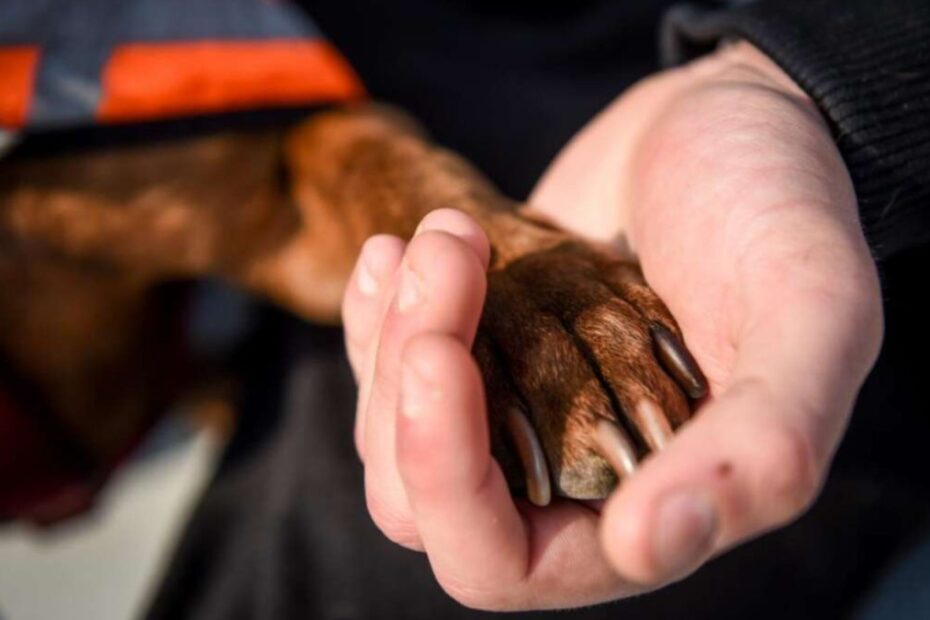 Cane veglia padrona morta