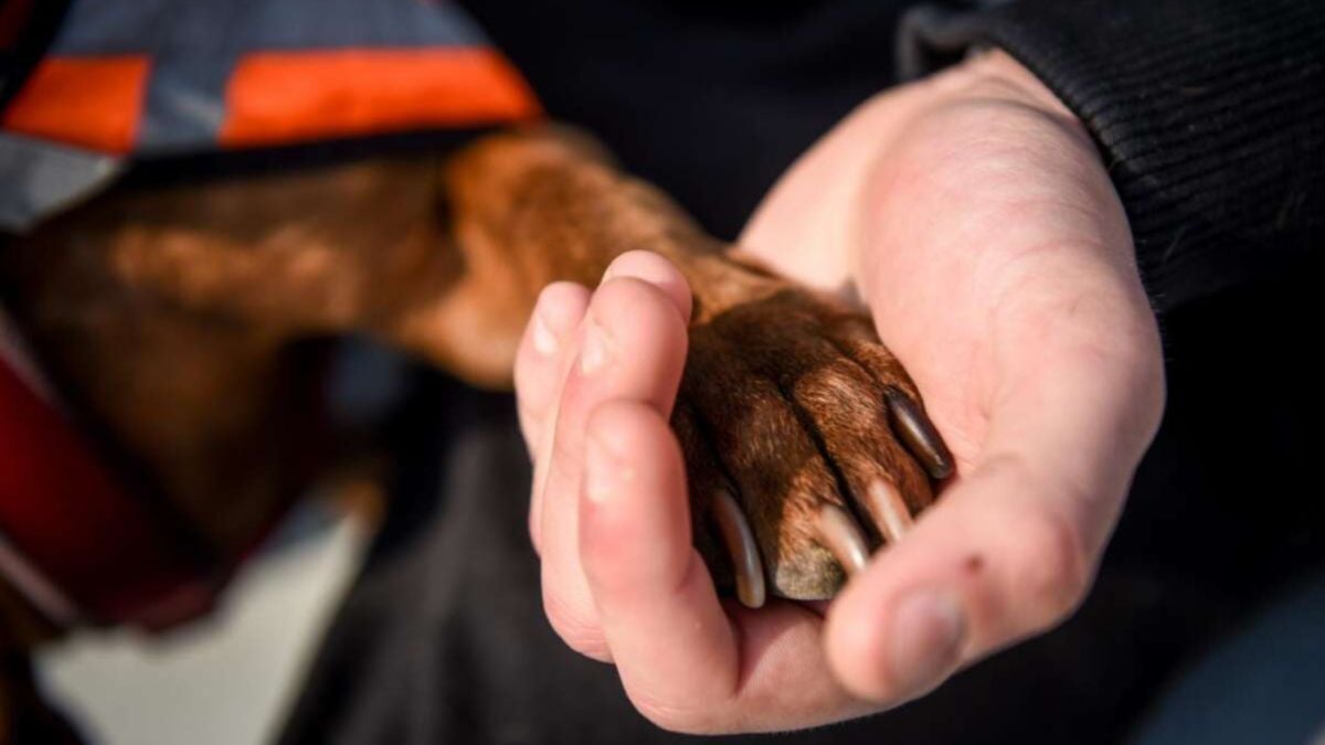 Cane veglia padrona morta