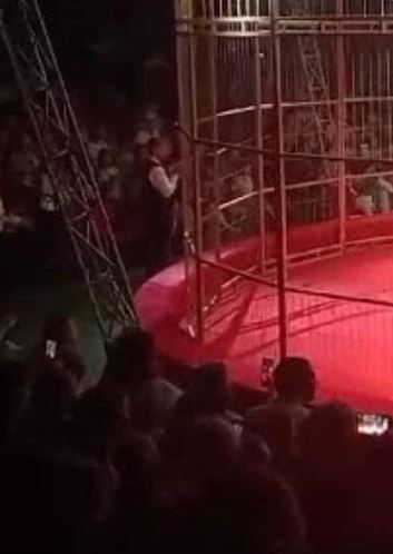 circo in Russia, bimbo di 3 anni aggredito da una pantera