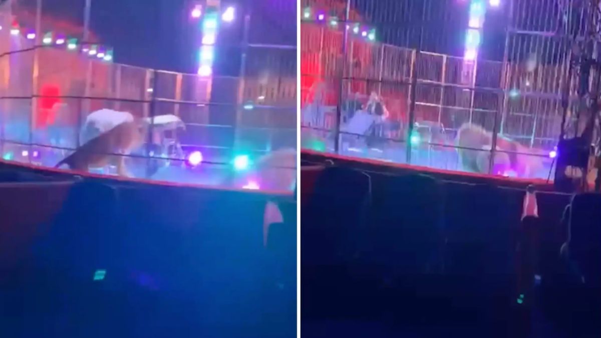 Paura al circo in Italia, leoni si azzuffano e spingono contro la gabbia: pubblico in fuga (VIDEO)