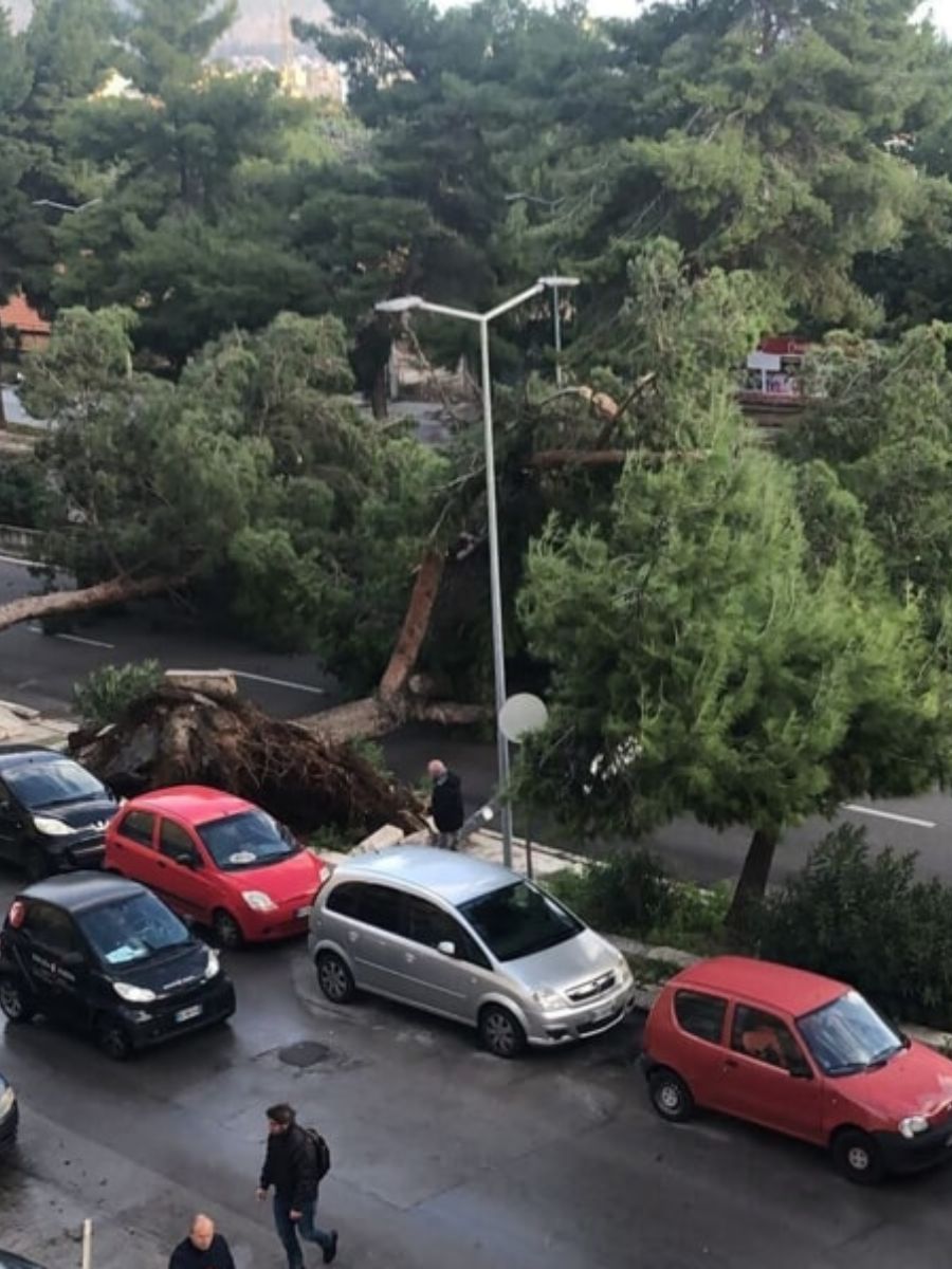 Maltempo a Palermo, forte vento e pioggia: strade allagate e alberi caduti