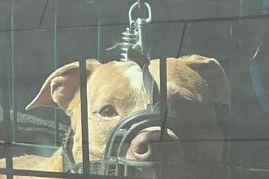 bimbo azzannato dal cane