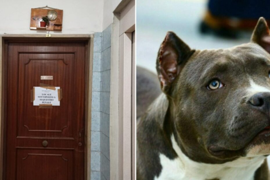 giulia azzannata dal cane