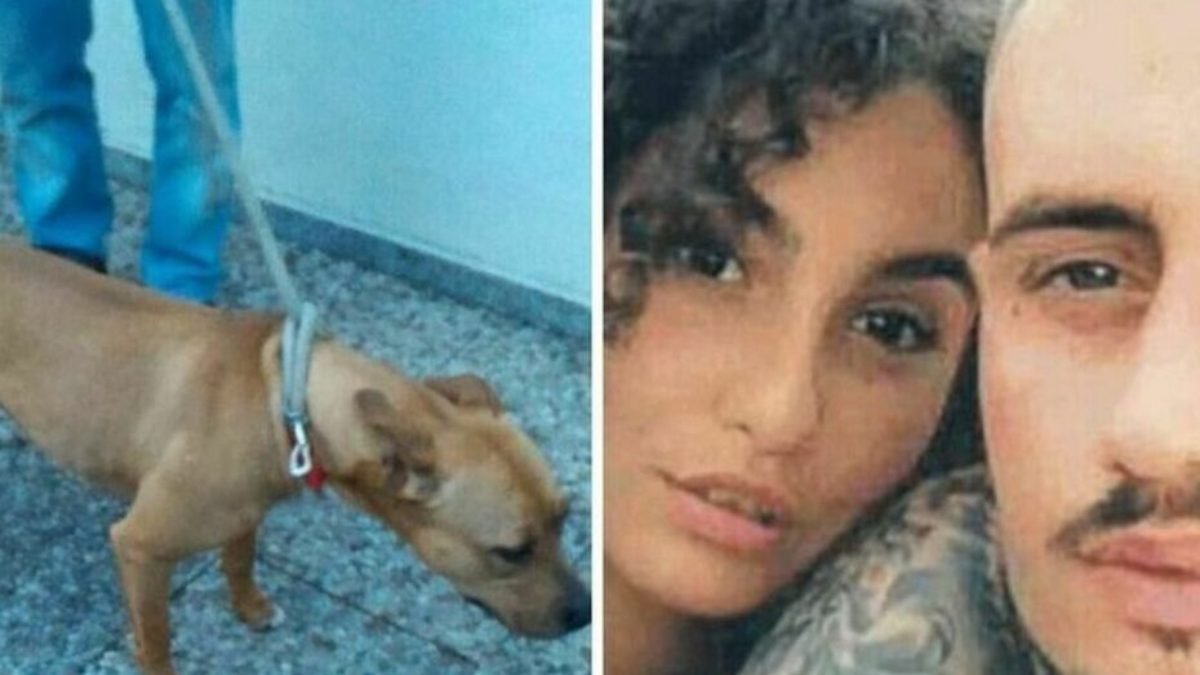 Piccola Giulia, cosa potrebbe succedere adesso ai cani