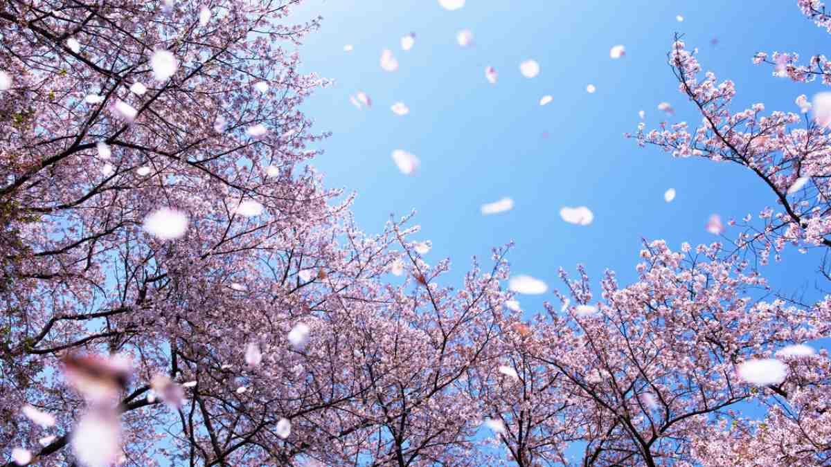 Meteo, arriva la primavera in Italia: segnatevi questa data