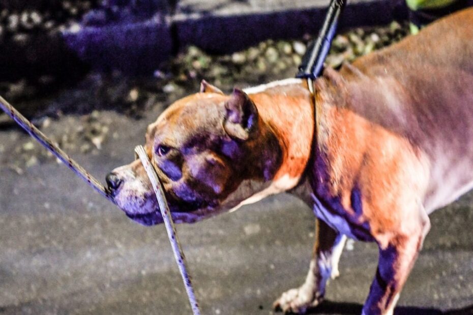 bimbo azzannato dal pitbull