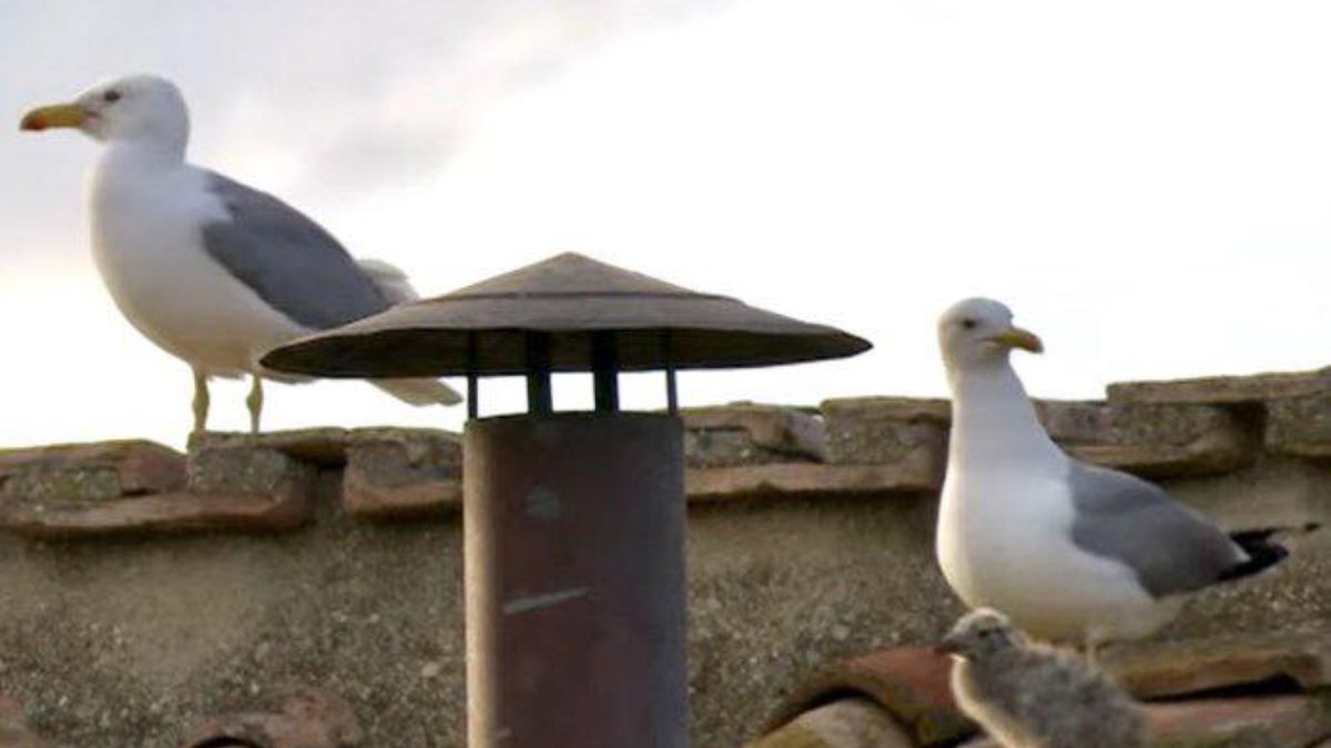 Conclave gabbiano da Tvzap.it conclave il gabbiano si apposta vicino al comignolo e diventa protagonista sui social