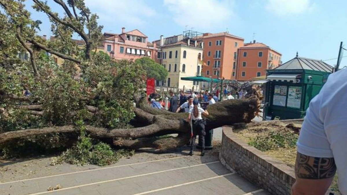 Italia, albero cade sulla folla di turisti: è tragedia. E la gente si fa i selfie Italia, albero cade sulla folla di turisti: è tragedia. E la gente si fa i selfie