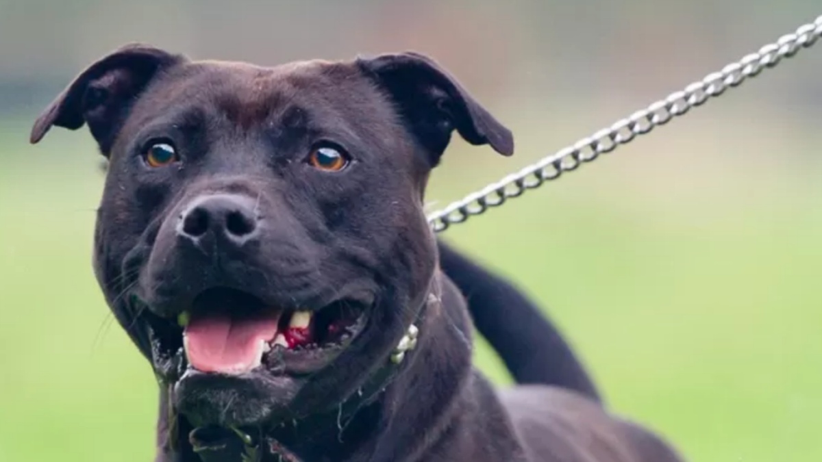 Bimba di 2 anni azzannata dal pitbull di famiglia: le sue condizioni Bimba di 2 anni azzannata dal pitbull di famiglia: le sue condizioni