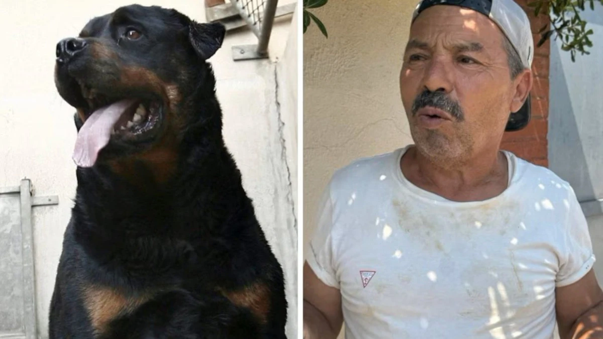 Fratellini aggrediti da rottweiler, la testimonianza choc di chi ha visto la scena