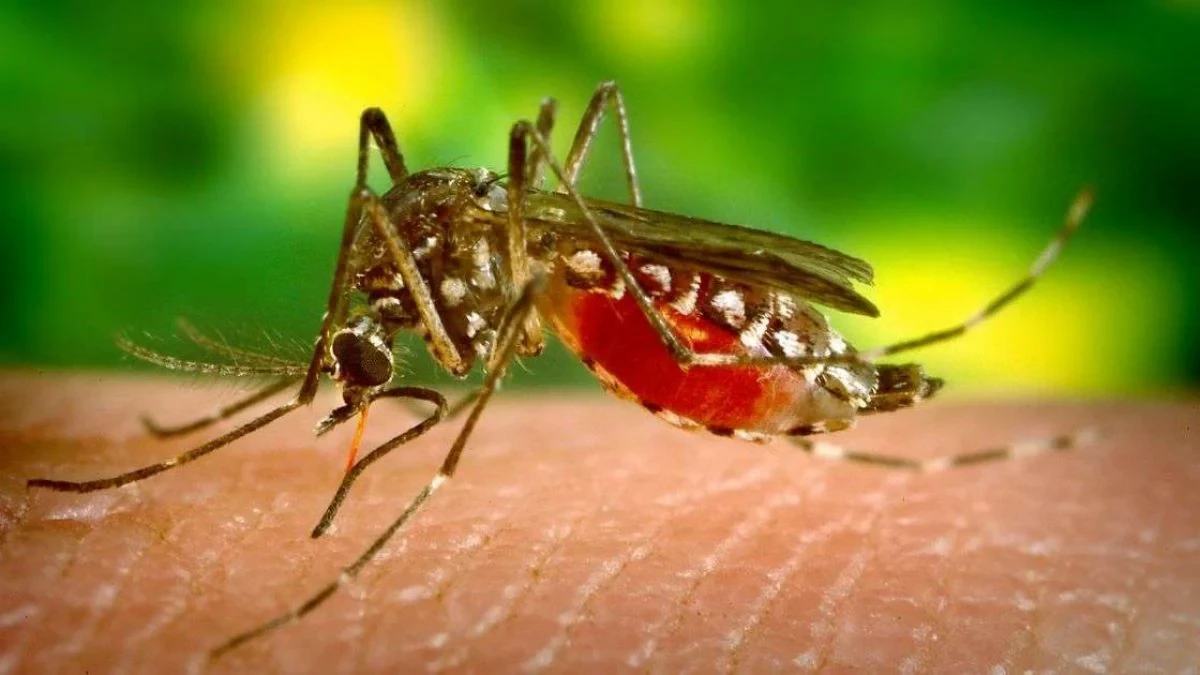 west nile in italia c8217232 un8217altra vittima dove aveva soggiornato