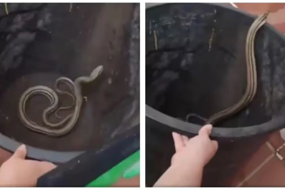 torna a casa e trova un serpente