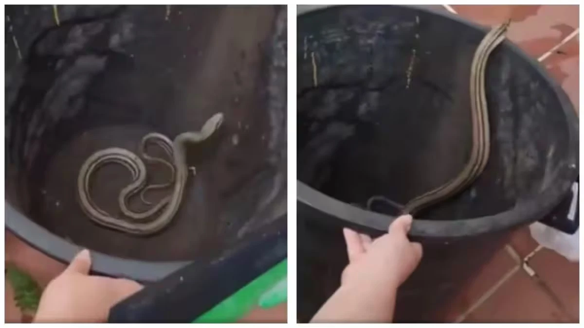 Rientra in casa e trova un serpente di due metri: terrore in Italia Rientra in casa e trova un serpente di due metri: terrore in Italia