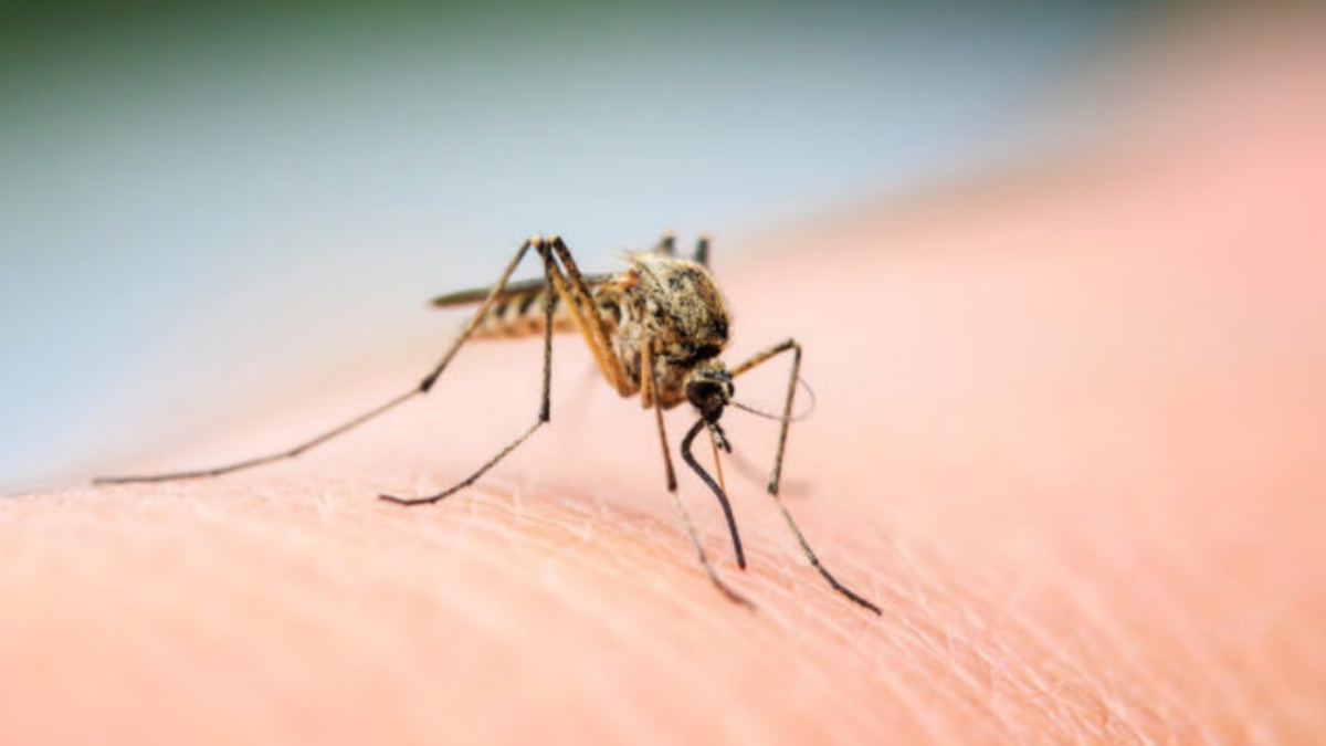 west nile quando bisogna andare in ospedale i sintomi e i chiarimenti degli esperti
