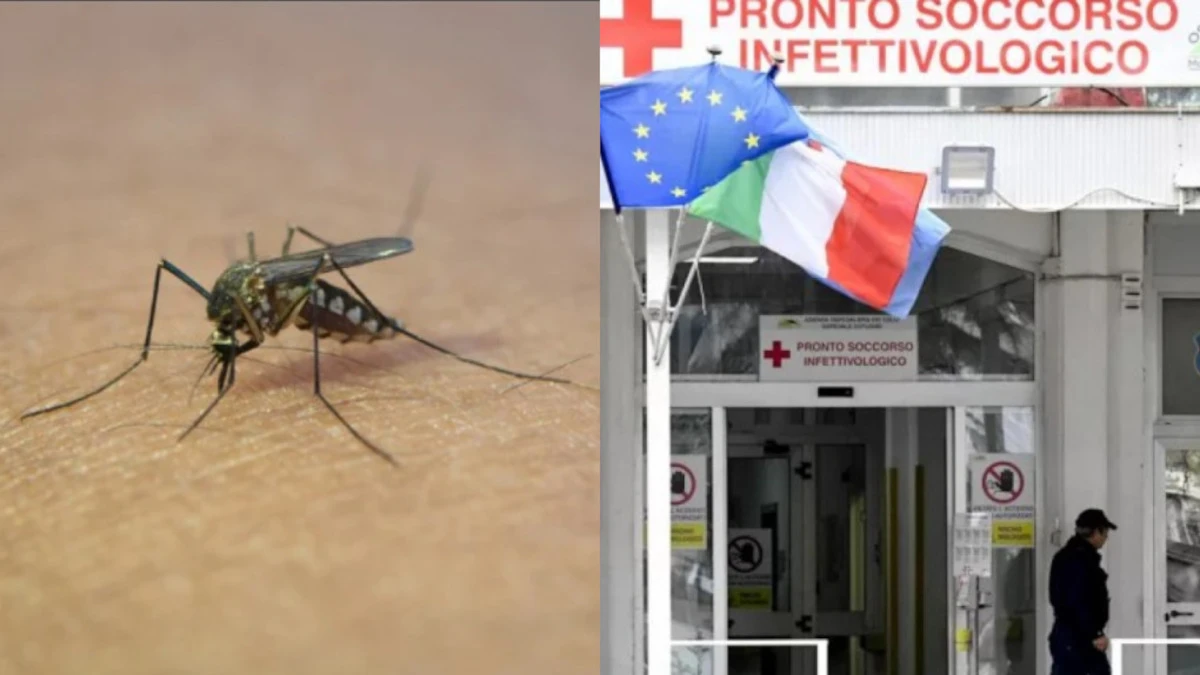 West Nile in Italia, scoperto un focolaio: ecco dove West Nile in Italia, scoperto un focolaio: ecco dove