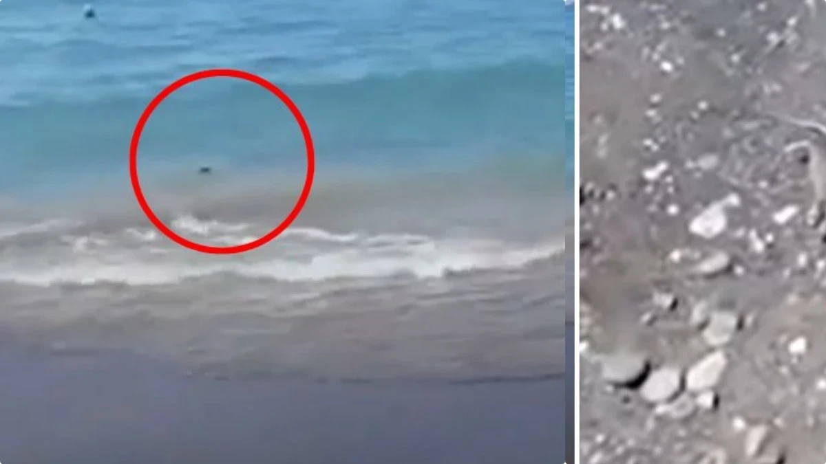 invasione sulla spiaggia italiana 232 caos gente in fuga