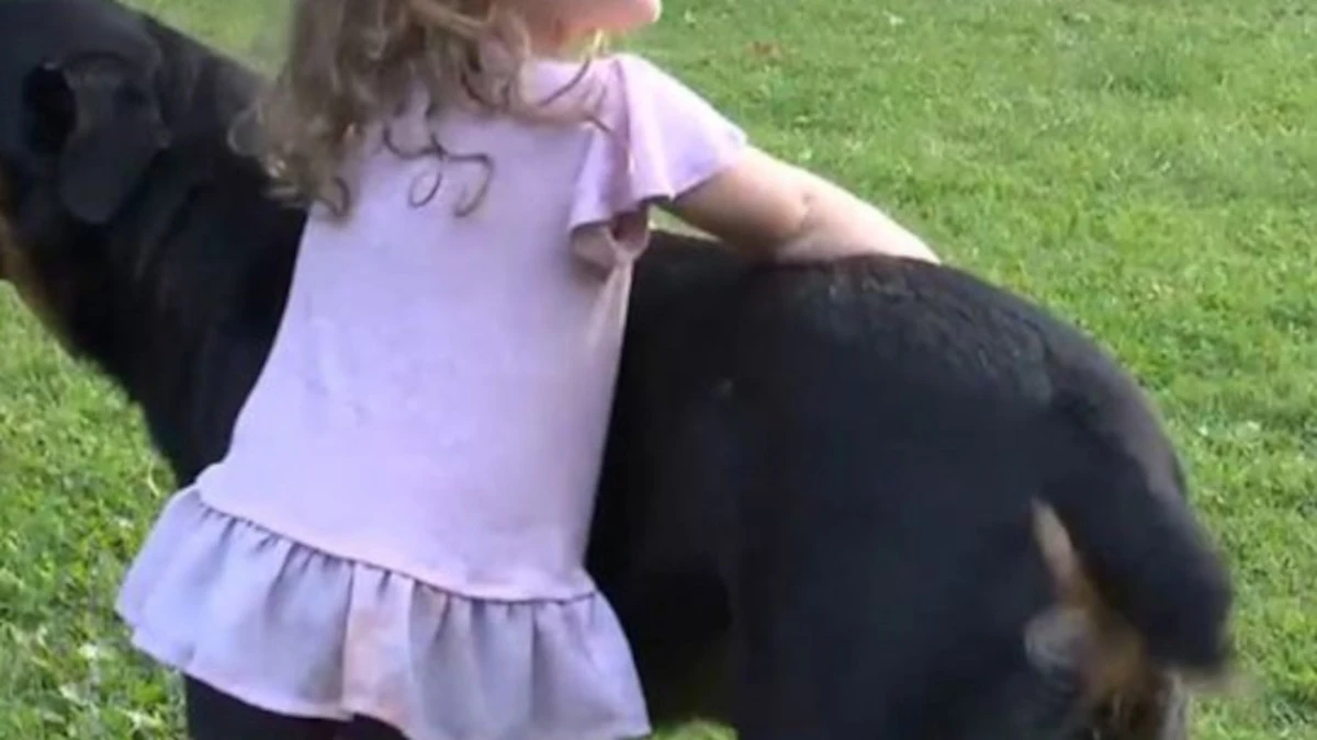 bimba di due anni corre ad abbracciare il cane di famiglia tragedia al ritorno dalle vacanze