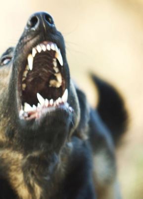 Cane aggredisce bimba di 2 anni