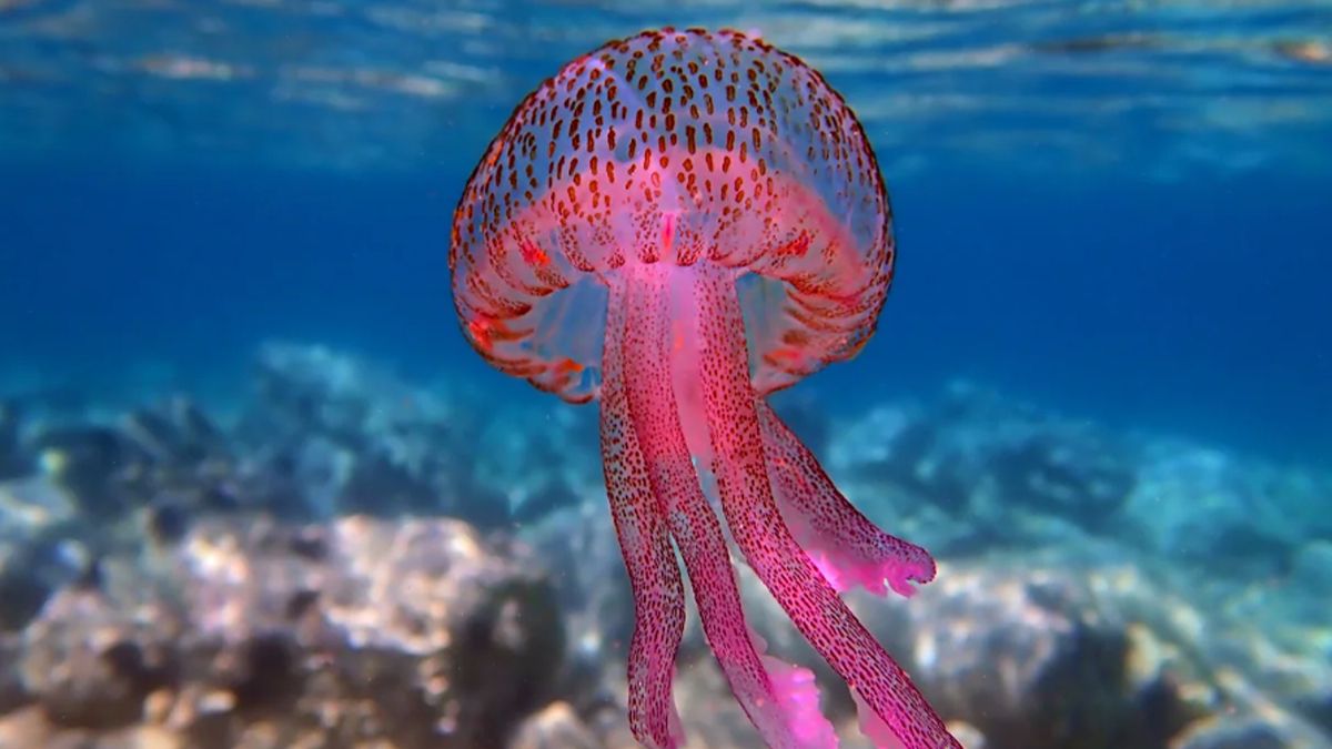 Meduse in Italia, come riconoscere quelle velenose: attenzione a questi dettagli Meduse in Italia, come riconoscere quelle velenose: attenzione a questi dettagli