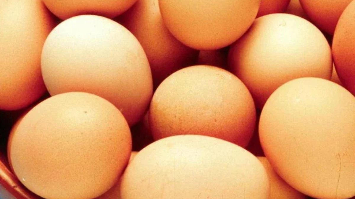 Uova ritirate dal mercato per salmonella: allerta massima Uova ritirate dal mercato per salmonella: allerta massima