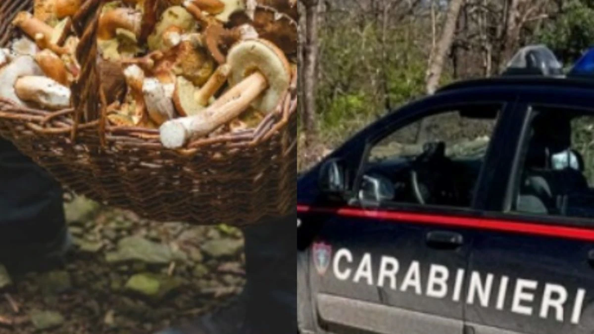 va a cercare funghi ma finisce in tragedia muore sbranato
