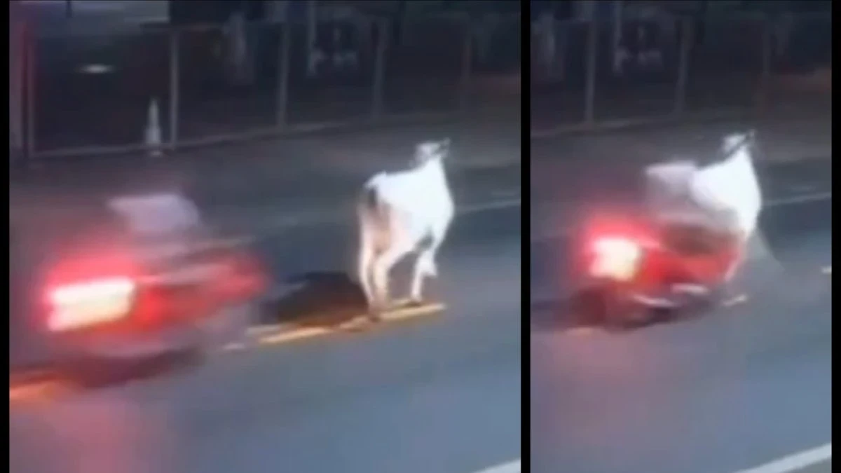 “É morto schiantandosi con un animale”. Tragedia su strada, muore il famoso calciatore “É morto schiantandosi con un animale”. Tragedia su strada, muore il famoso calciatore