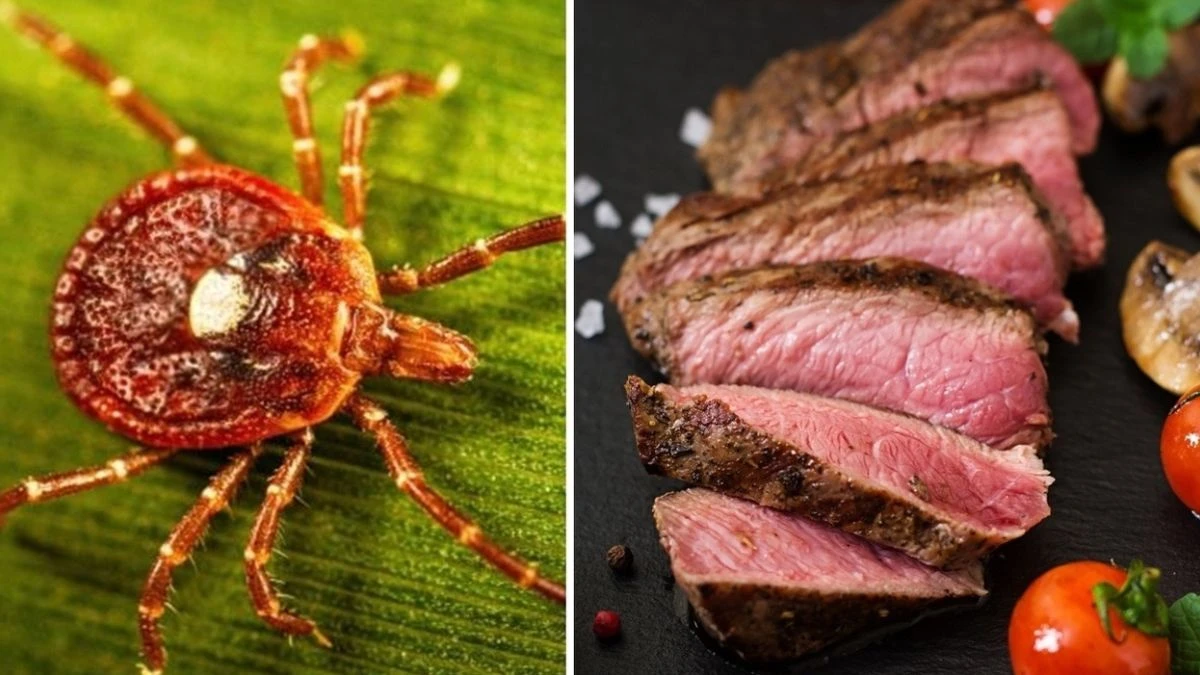 Hamburger e carne rossa: alimenti a rischio per chi soffre di sindrome alfa-gal