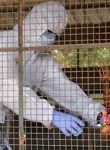 Aviaria, primo caso di decesso umano per virus H5N5 in Usa: allerta sanitaria