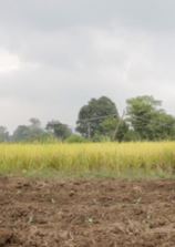 India, affittano un terreno e trovano un diamante da 15 carati: la scoperta che cambia la vita a due 20enni