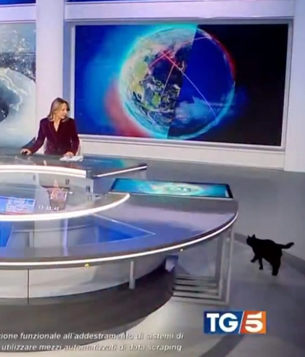 Gatto nero in studio durante la diretta del Tg5