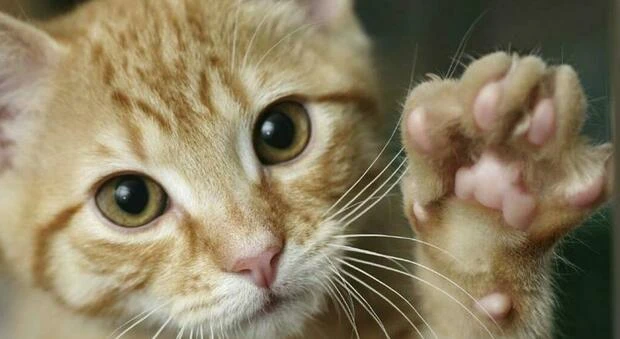 Gatto: ricerca sui geni driver e sulle mutazioni genetiche legate ai tumori felini