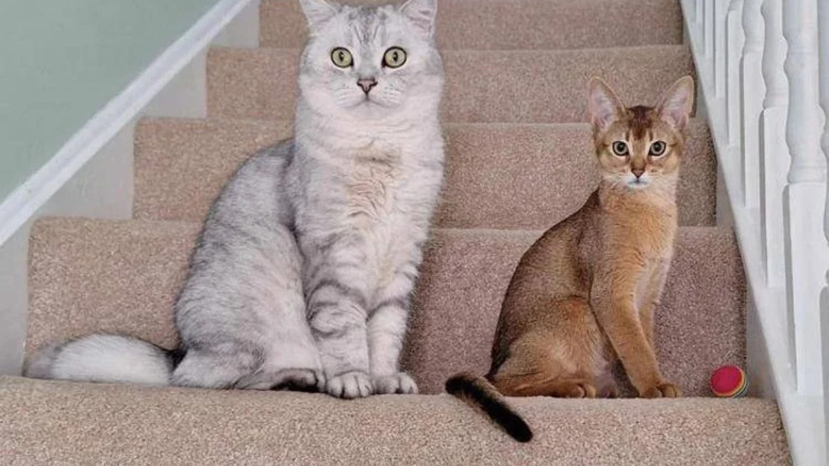 gatti e cancro l8217incredibile scoperta della scienza da Tvzap.it gatti e cancro l8217incredibile scoperta della scienza