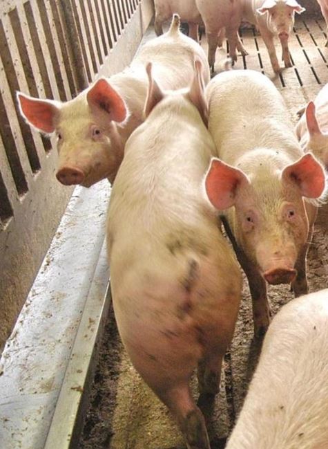 Influenza suina, rilevato un caso nell'uomo in Catalogna: i rischi secondo l'Oms