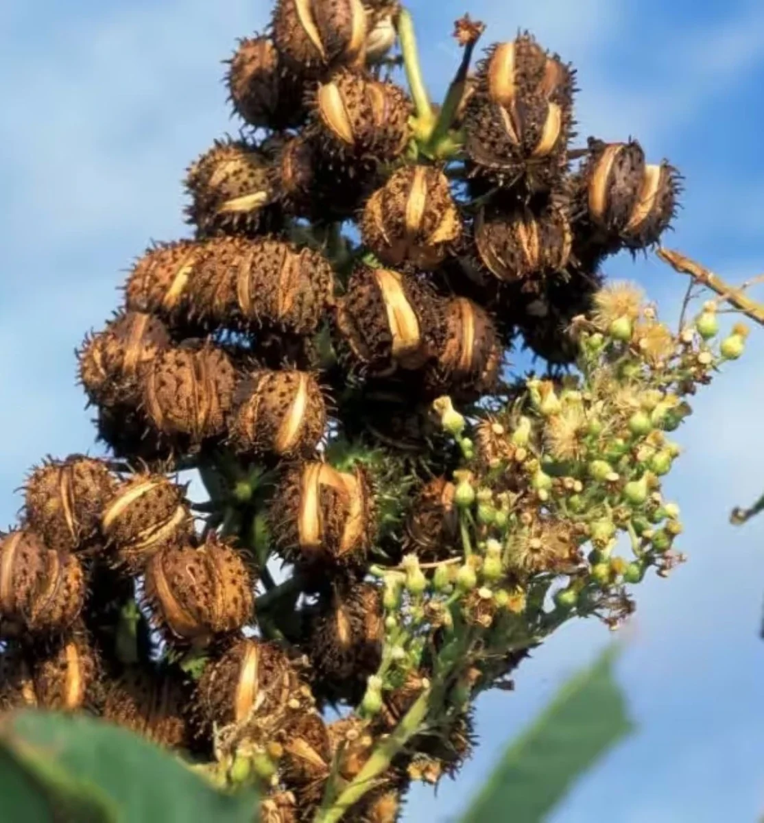 Indagini a Pietracatella: ricina e nuovo audio sul padre delle vittime