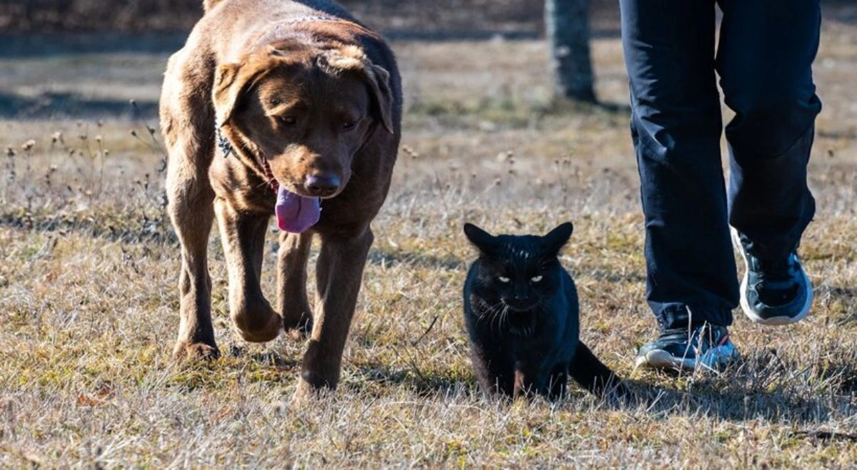 Cane e gatto: nuove norme UE su identificazione e tutela