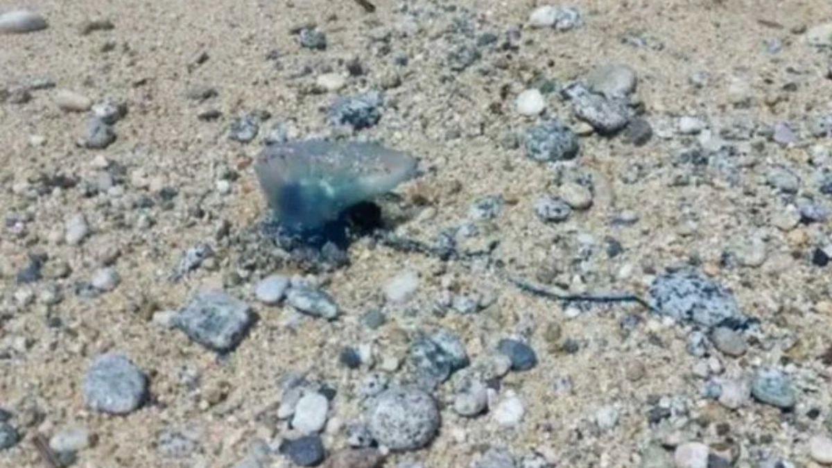 Esemplare di Caravella portoghese con sacca galleggiante e tentacoli urticanti