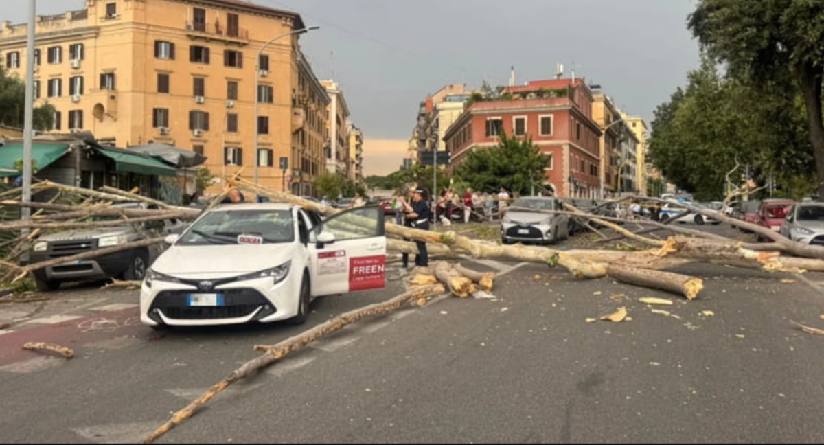 maltempo temporali e forte vento albero sradicato si schianta sulle auto da Tvzap.it maltempo temporali e forte vento albero sradicato si schianta sulle auto