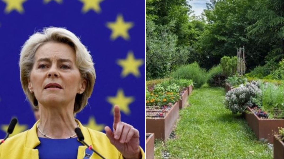 l8217europa vieta queste piante attenzione multe fino a 50000 da Tvzap.it l8217europa vieta queste piante attenzione multe fino a 50000