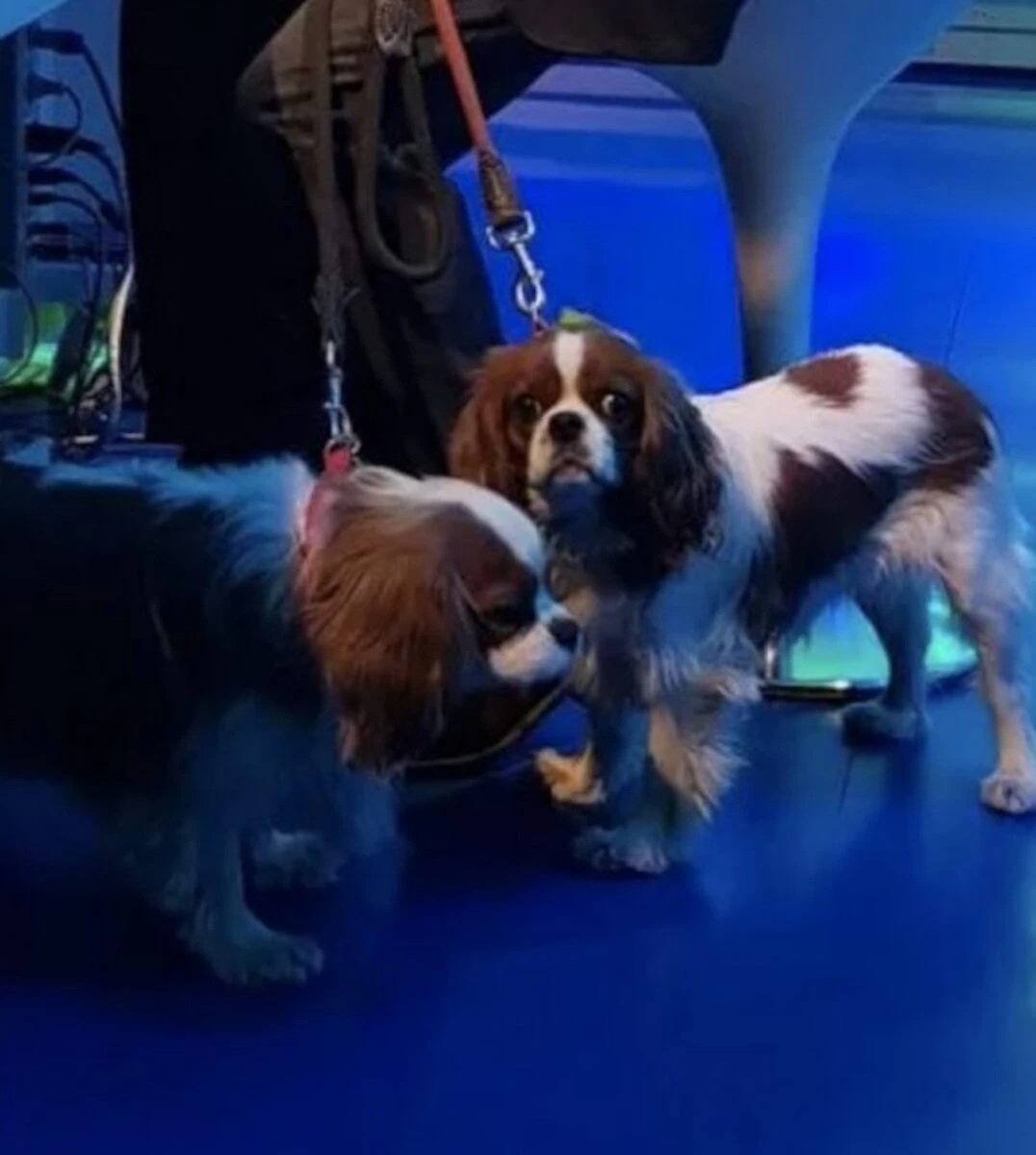 Bice, la Cavalier King Charles Spaniel di Enrico Mentana